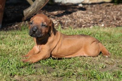 Dog Kennel Ashabirra - MTO offers Rhodesian Ridgeback puppies with pedigree