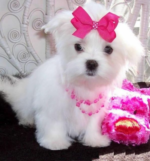 Tea Cup Maltese Male and Female for SALE