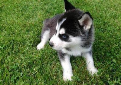 Cute Male and Female Siberian Husky Puppies