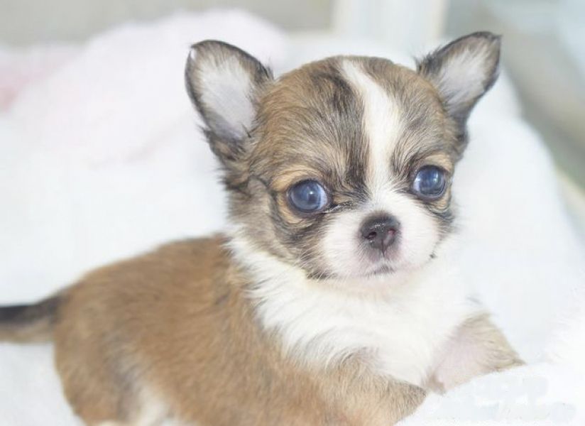 Beautiful Teacup Chihuahua puppies 