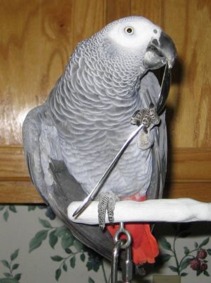 Pair and single Talking African Grey Parrots available