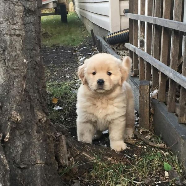 Golden retriever puppy for sale