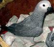 African Grey parrot for re homing
