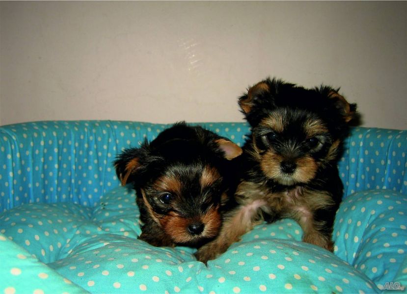 Yorkshire Terrier puppies