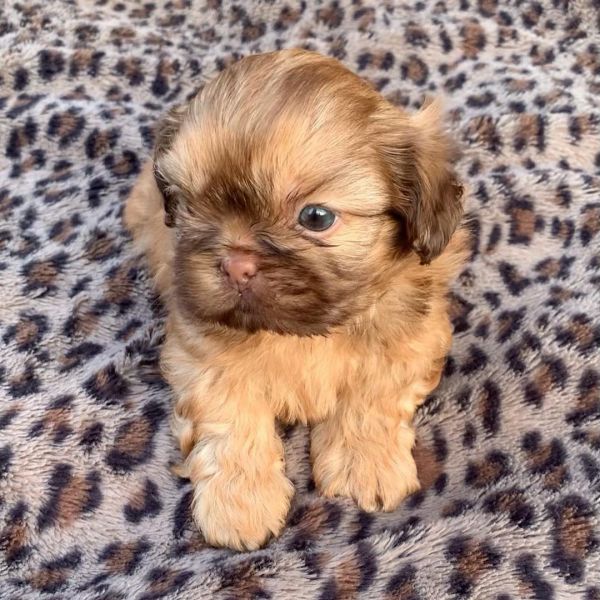 Teacupshihtzupuppiesavailable for adoption