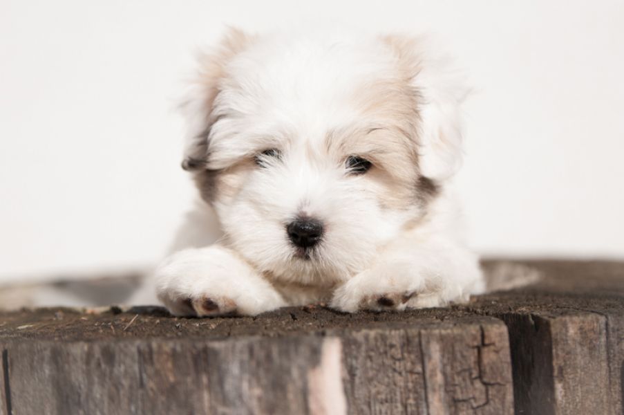 Wonderful Coton de Tuléar Male with FCI pedigree