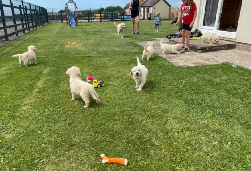 Cream kc Reg Golden Retriever puppies
