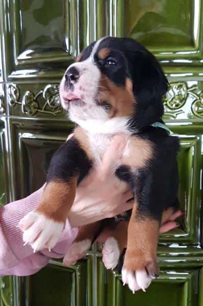 Greater Swiss Mountain Dog - FCI pedigree