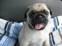 AKC & CKC Pug Puppies For Adoption