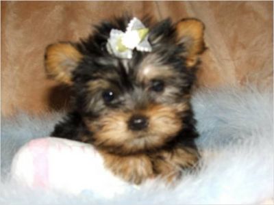 tea cup yorkie puppies for free adoption