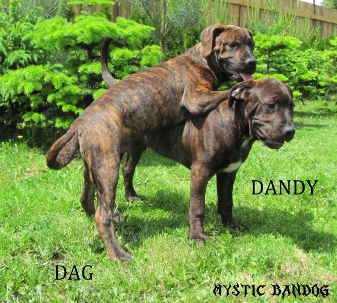 American Bandogge - Puppies