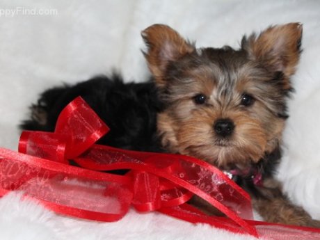 Beautiful Yorkie Puppies