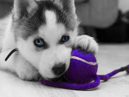 Cute Siberian Husky Pups