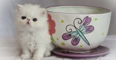  X- Mas Purebred Micro-mini, Teacup Persians Kittens for sale