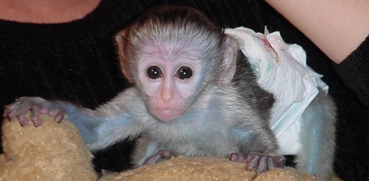 Capuchin monkeys cute and lovely baby gift