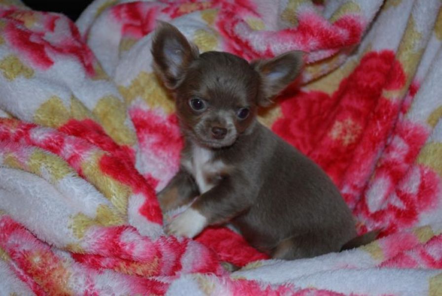 Luxury MINI! Toy Chihuahua Puppies rare color Leopard