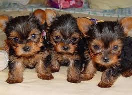 Home Trained Teacup Yorkie Puppies text at 510 516 7156