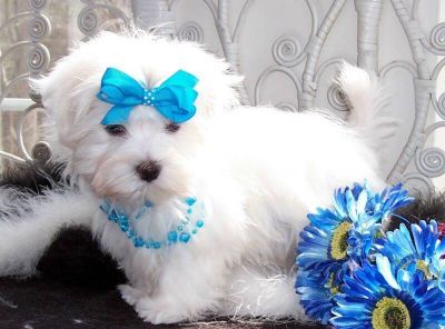 Free maltese puppies available now