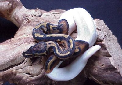 2013 babies  albino and piebald ball pythons  for adoptions