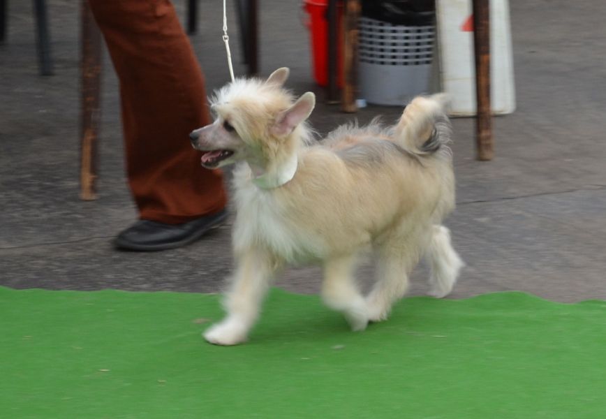 Chinese Crested Dog - powder puff