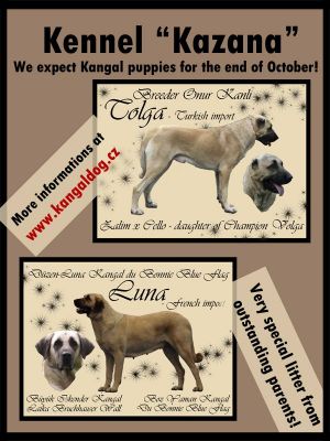 Purebred Kangal puppies (registered as Anatolian Shepherds)