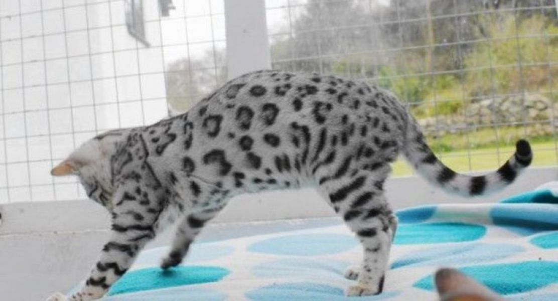 Bengal kitten and F1 Savannah kittens for sale .