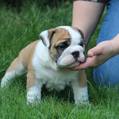 Beautiful English bulldog puppy (FCI)