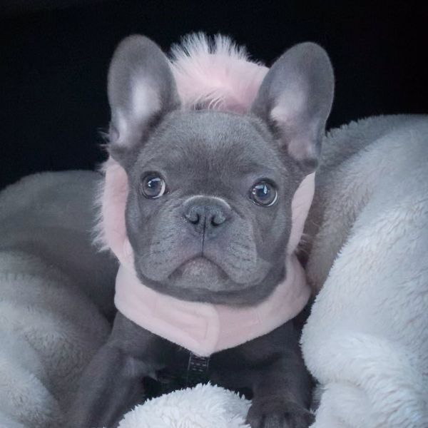 Frenchies for sale 