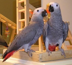 Lovely African Grey parrots for adoption