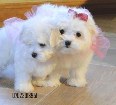 Teacup maltese puppies for sale