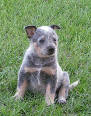 FEMALE BLUE HEELER PUPPY FOR ADOPTION