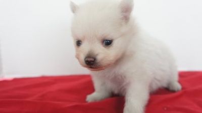 Beautiful AKC Pomeranian Puppies At Fantastic Price