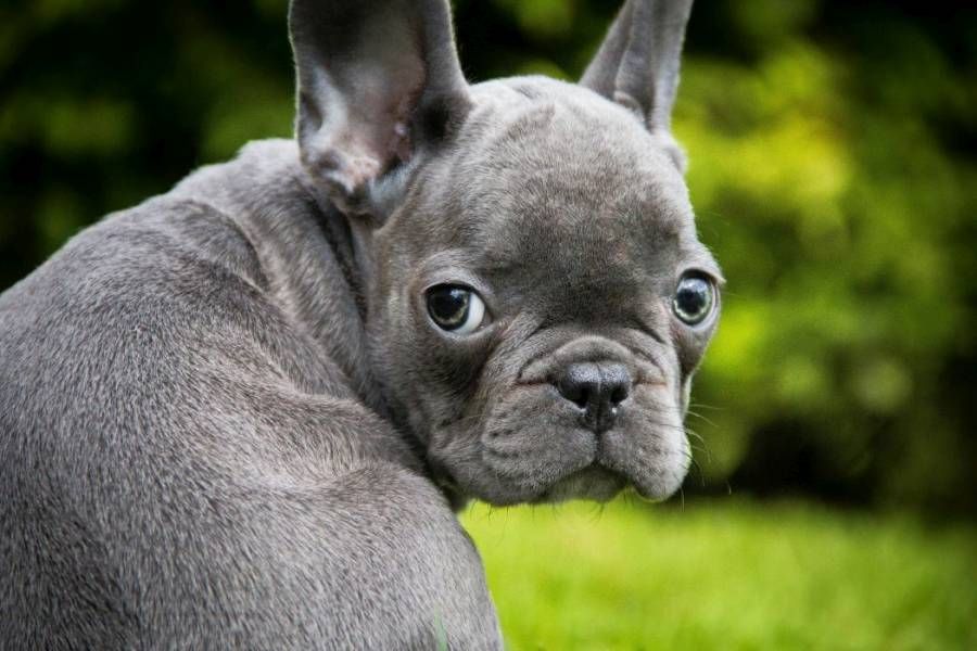 High quality puppies Pug and French bulldog for sale