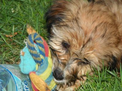 Tibetan Terrier puppies with pedigree