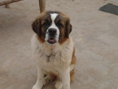 A BEAUTIFUL AND HEALTY DOGS AND PUPPY FOR SALE 
