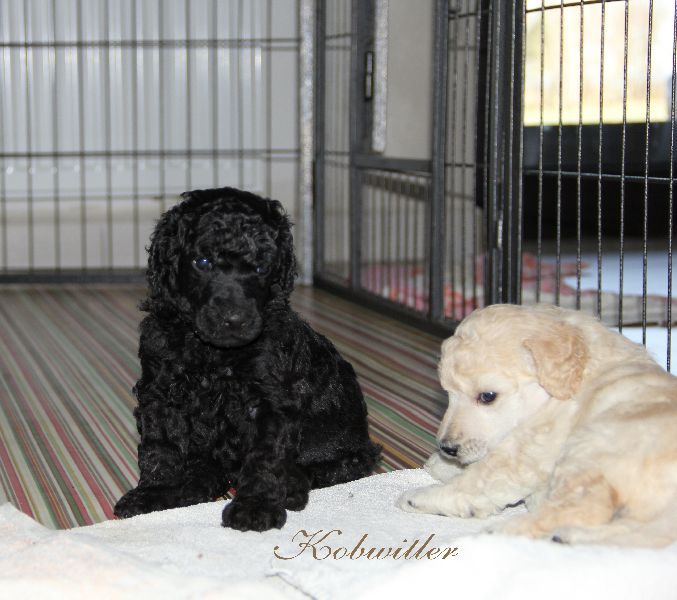 Standard Poodle Luxury Puppies with Pedigree 