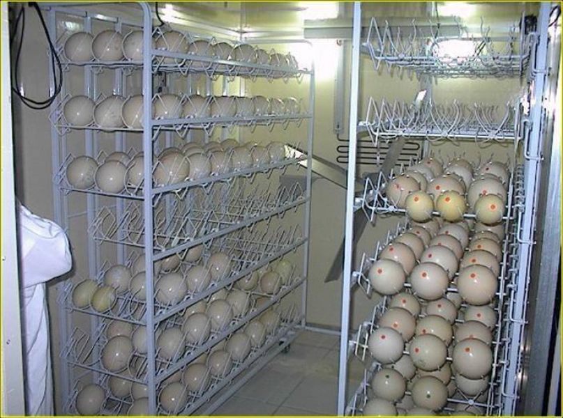Parrot eggs,ostrich eggs and eagle eggs for sale