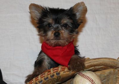   Lovely Teacup Yorkies for Sale