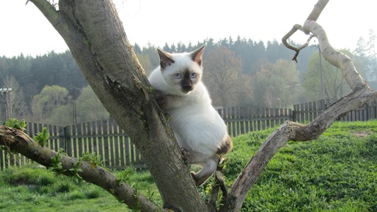 Mekong Bobtail adorable kittens from CZ cattery