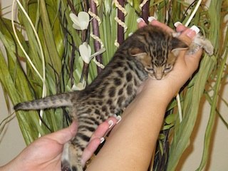 We have available kittens exotic such as f1 f2 savannah