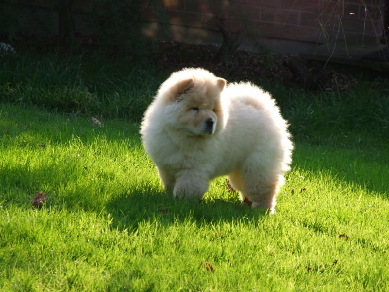  frosty' is an adorable purebred ckc reg. cream male chow chow pup