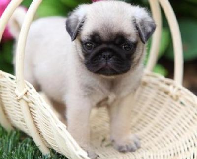 Well Trained Purebreed pug puppies available at very affordable prices