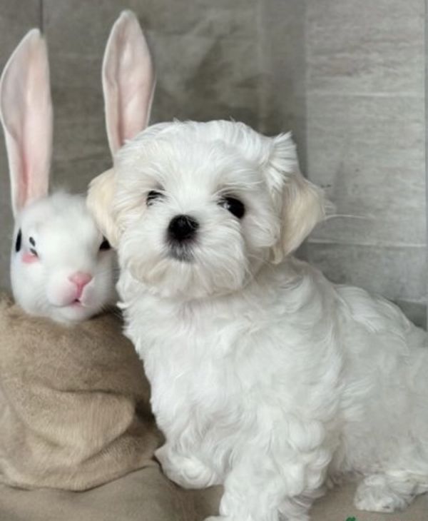 Cute playmate Maltese 