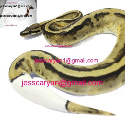 cute and adorable male and female king-snake Ball ,Piebald and Albino pythons for adoption