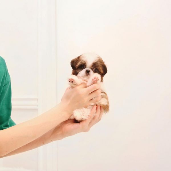 Teacupshihtzupuppiesavailable for adoption