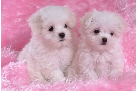 Cute Maltese Puppies