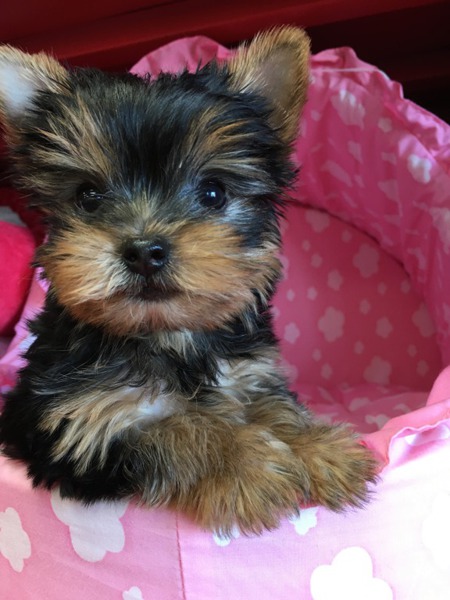 Cute Yorkshire Terrier puppies