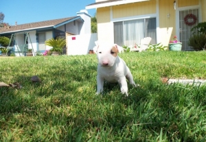 miniature bull terrier puppies 