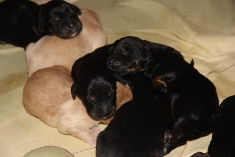Hovawart puppies with pedigree