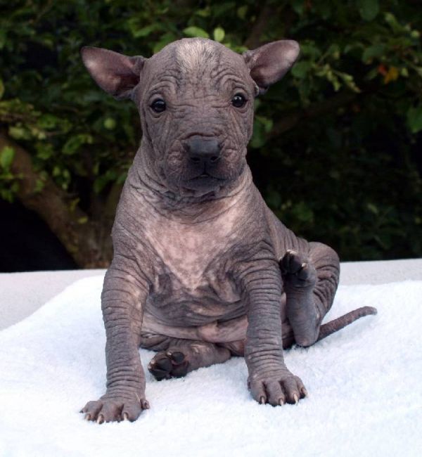 Perro sin pelo del Peru 5 beautiful puppies for sale